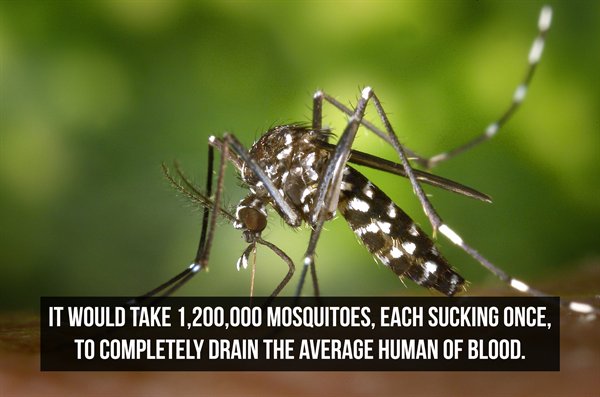 mosquito west nile - It Would Take 1,200,000 Mosquitoes, Each Sucking Once, To Completely Drain The Average Human Of Blood.