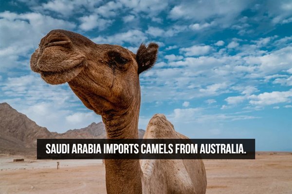 cacti and camel - Saudi Arabia Imports Camels From Australia.
