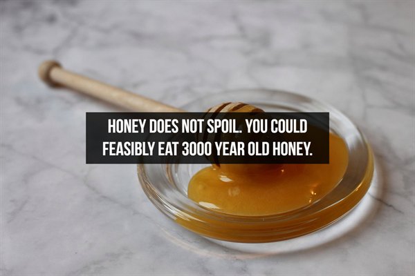 Honey - Honey Does Not Spoil. You Could Feasibly Eat 3000 Year Old Honey.