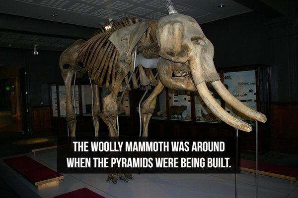 ant The Woolly Mammoth Was Around When The Pyramids Were Being Built.