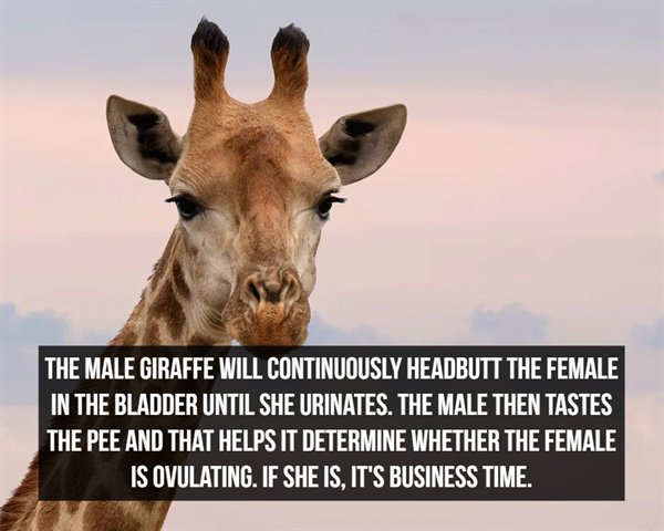giraffe head - The Male Giraffe Will Continuously Headbutt The Female In The Bladder Until She Urinates. The Male Then Tastes The Pee And That Helps It Determine Whether The Female Is Ovulating. If She Is, It'S Business Time.