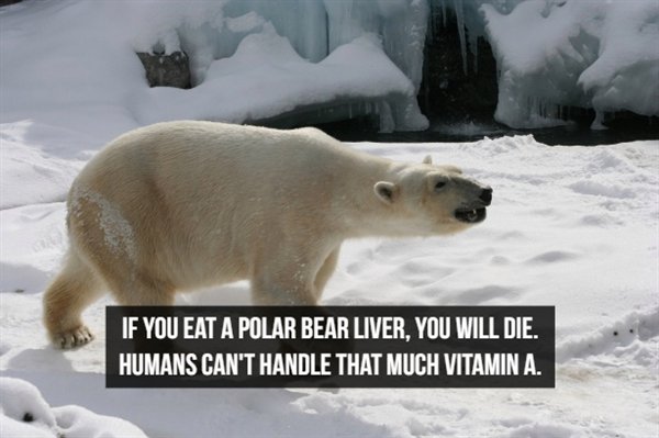 polar bear - If You Eat A Polar Bear Liver, You Will Die. Humans Can'T Handle That Much Vitamin A.