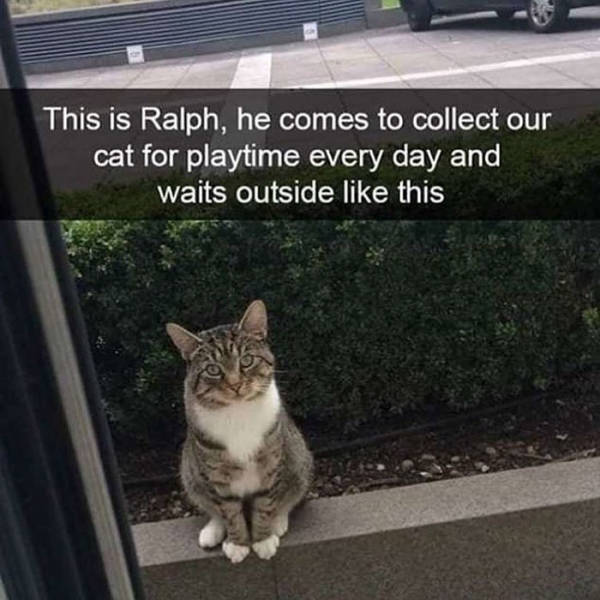 This is Ralph, he comes to collect our cat for playtime every day and waits outside this