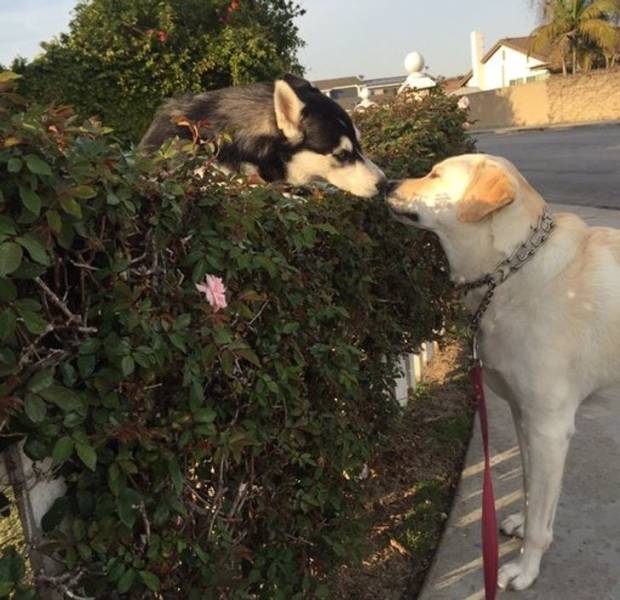 romeo and juliet dogs