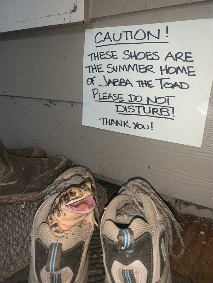 art - These Shoes Are The Summer Home of Jabba The Toad Caution! Please Do Not Disturb! Thank You!
