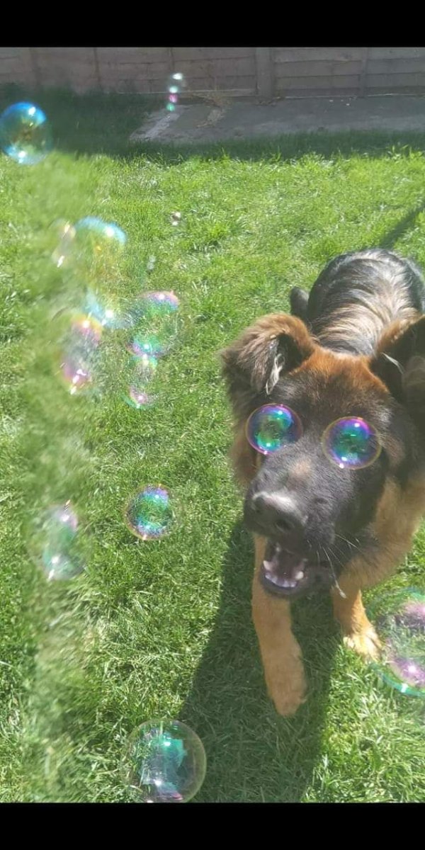 dog bubble eyes