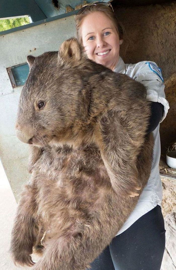 wombat scale