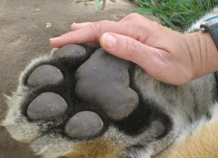 tiger paw size