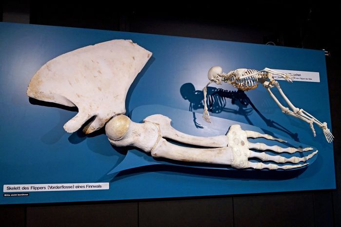 whale vs human skeleton