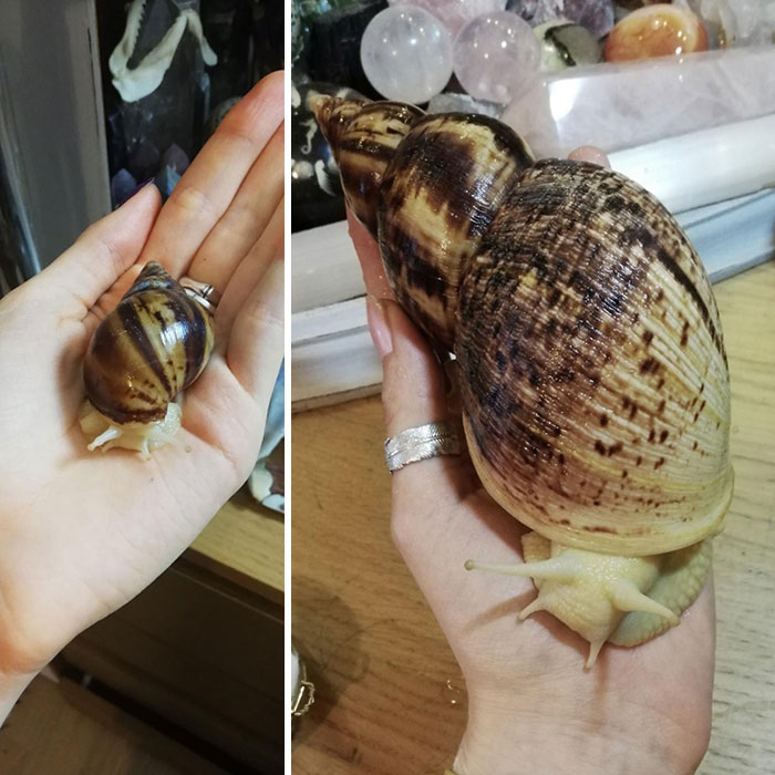 snail big
