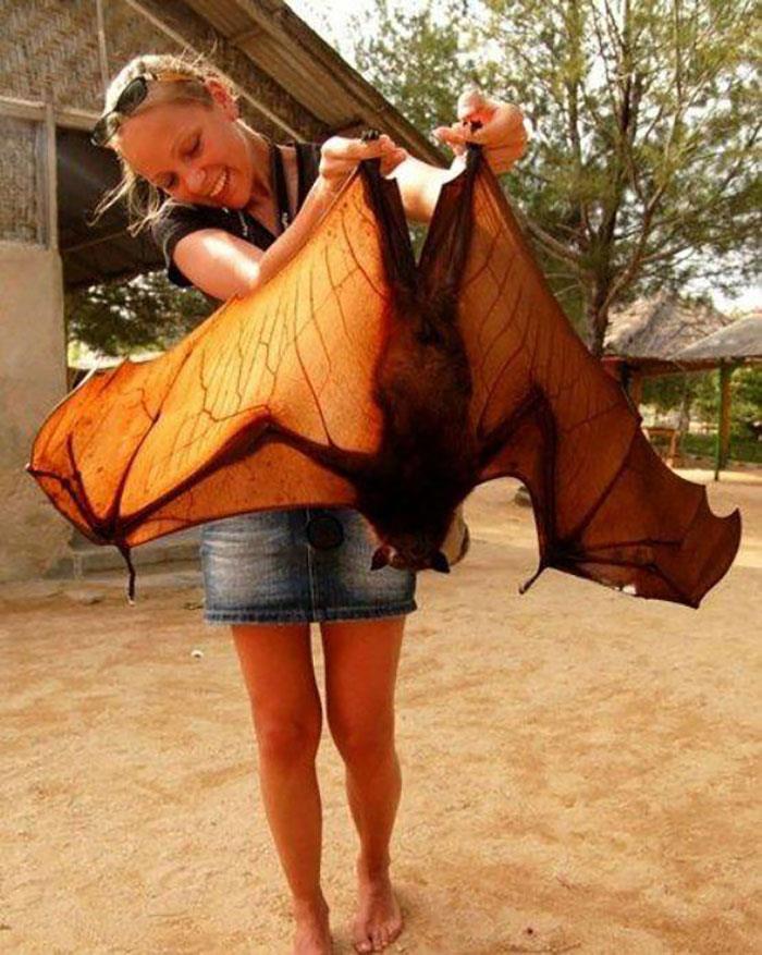 big bats