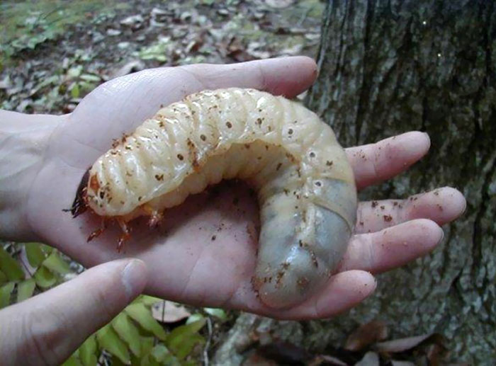 giant larvae