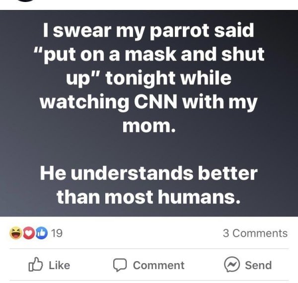multimedia - I swear my parrot said "put on a mask and shut up" tonight while watching Cnn with my mom. He understands better than most humans. 19 3 Comment Send