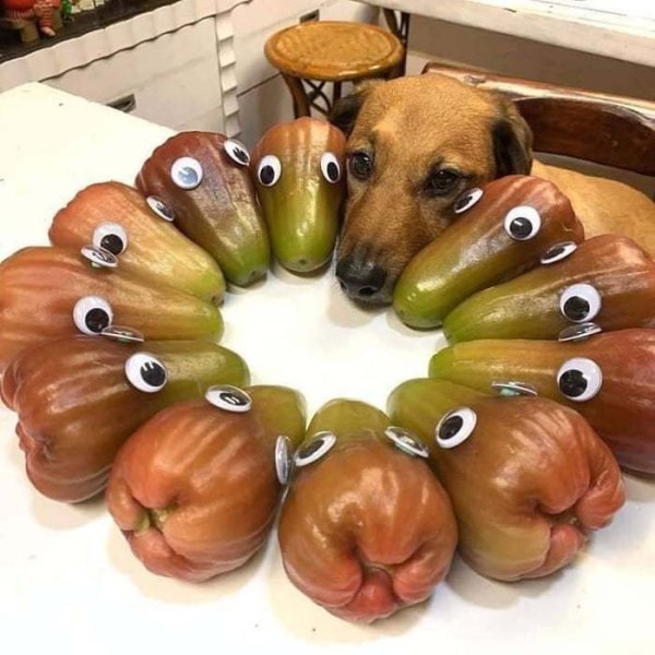 dog hiding with peppers wearing googly eyes