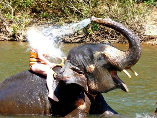 elephant blowing water on someone riding on its back