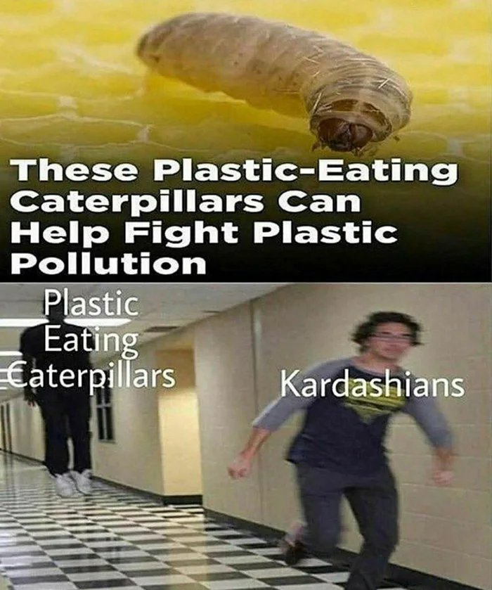 These PlasticEating Caterpillars Can Help Fight Plastic Pollution Plastic Eating Caterpillars Kardashians