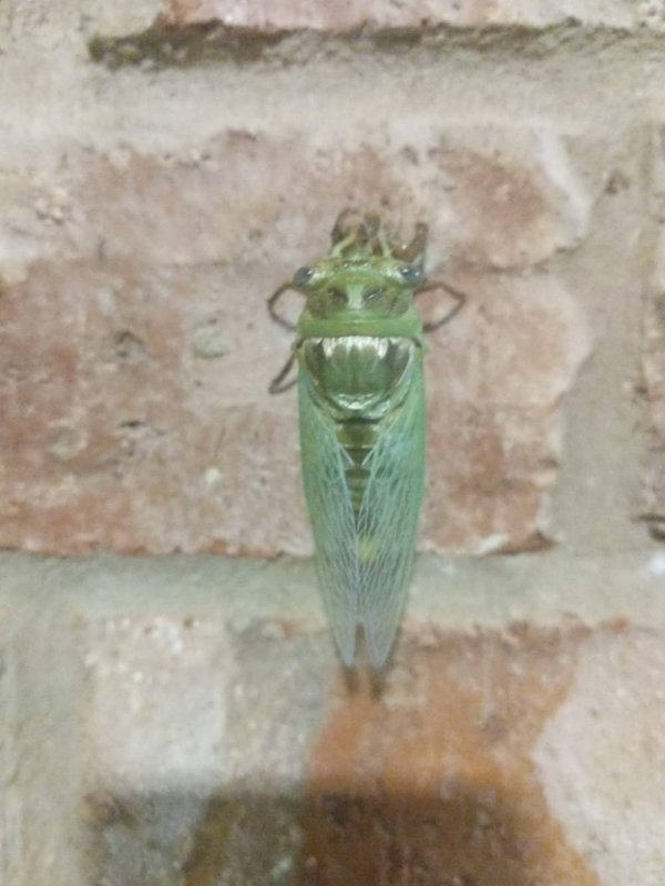 fauna bug on brick