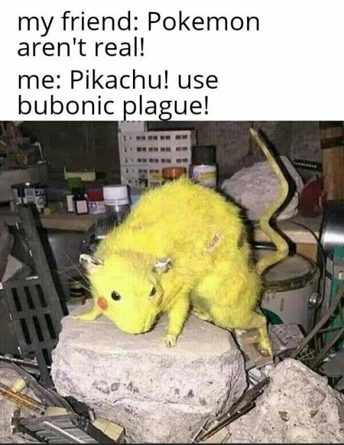 pikachu rat - my friend Pokemon aren't real! me Pikachu! use bubonic plague!