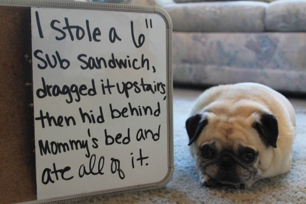 dog shaming funny - I stole a 6 inch sub sandwich dragged it upstairs then hid behind mommy's bed and ate all of it
