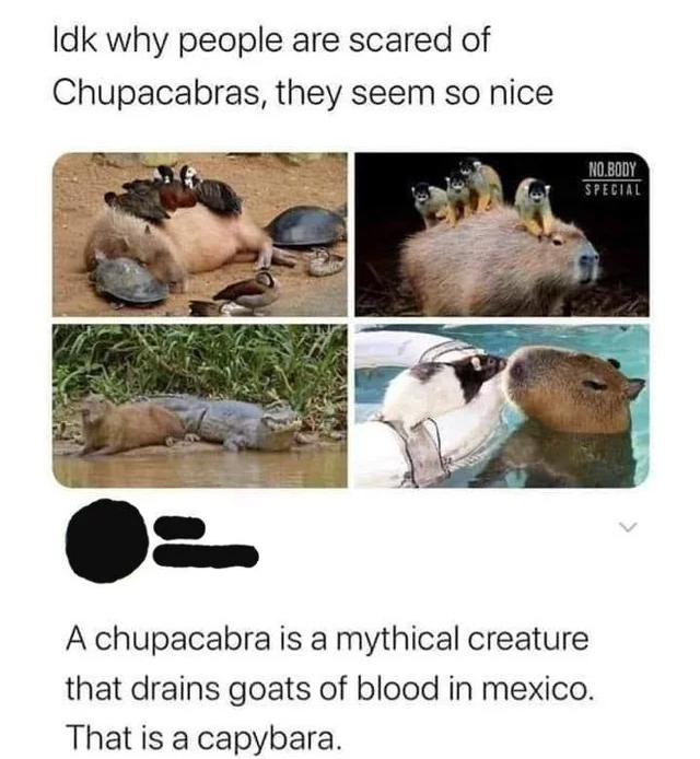 funny capybara - Idk why people are scared of Chupacabras, they seem so nice Nobody Special A chupacabra is a mythical creature that drains goats of blood in mexico. That is a capybara.