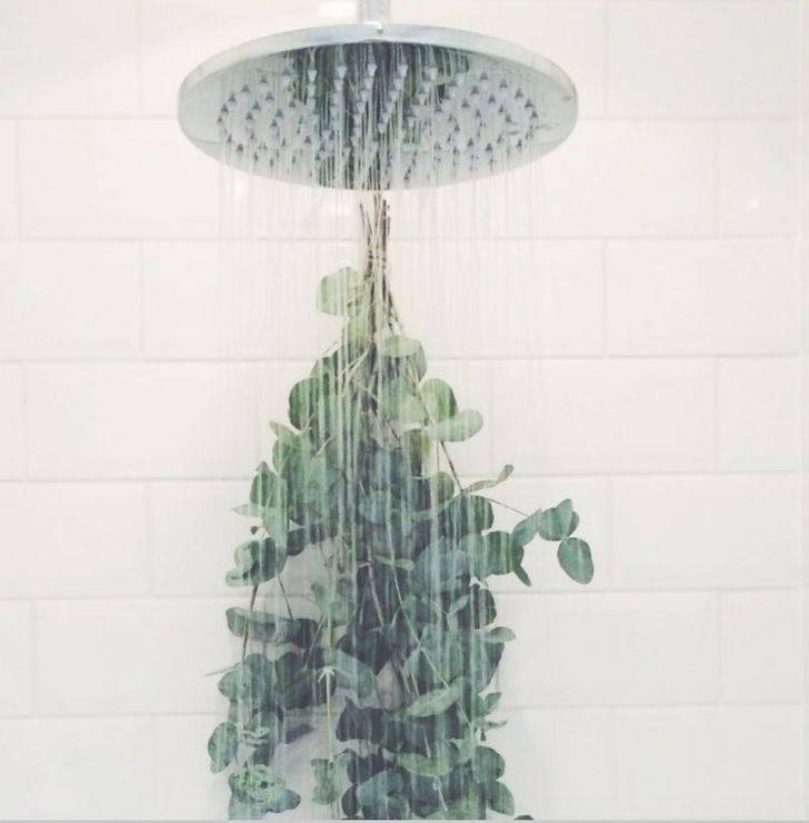 eucalyptus in the shower