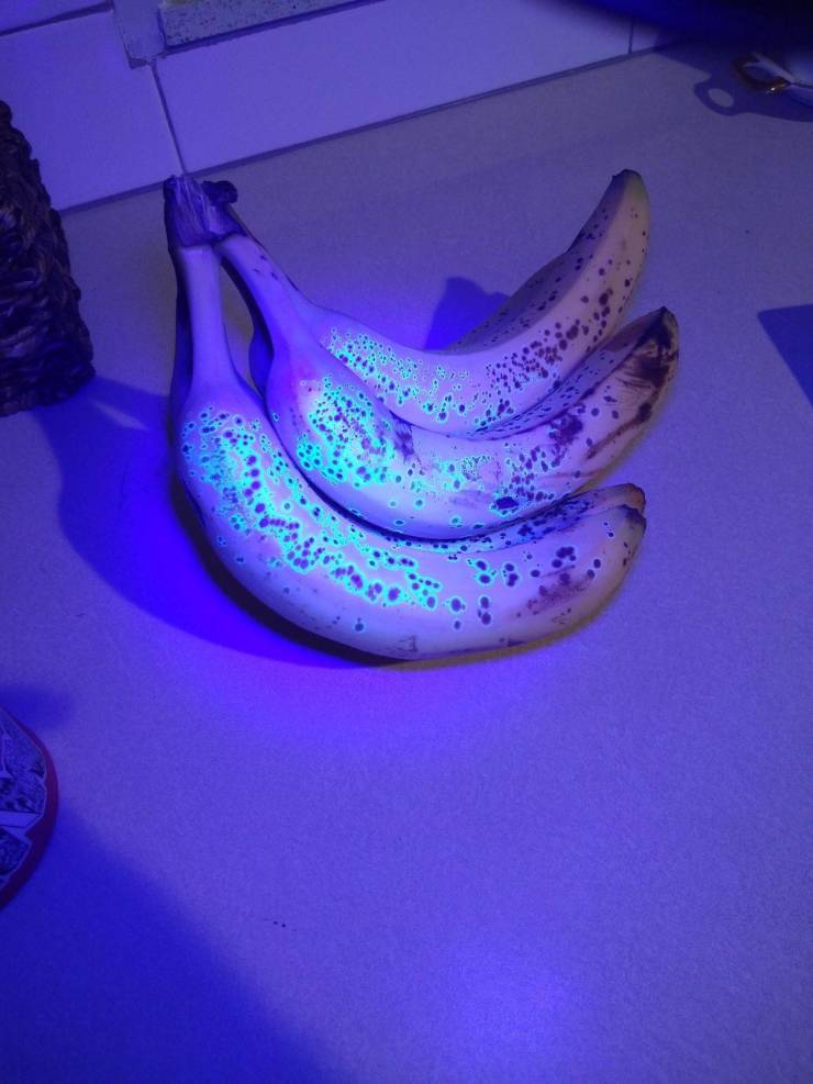 “The areas around the brown spots on bananas glow brightly when you shine a blacklight on them.”