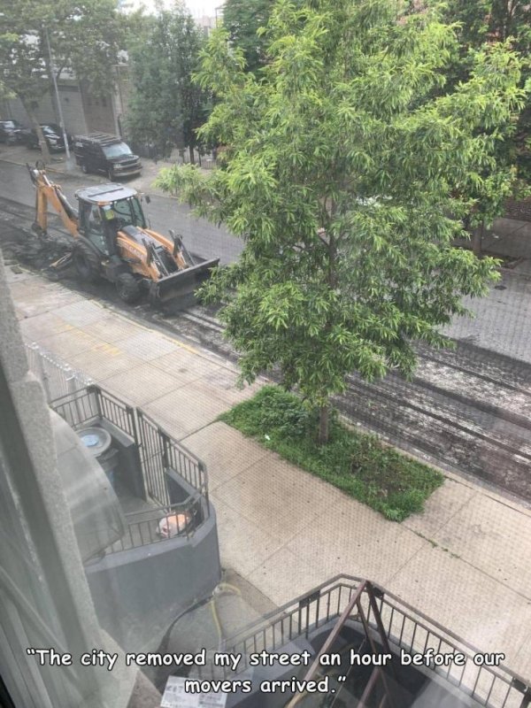 tree - "The city removed my street an hour before our movers arrived."