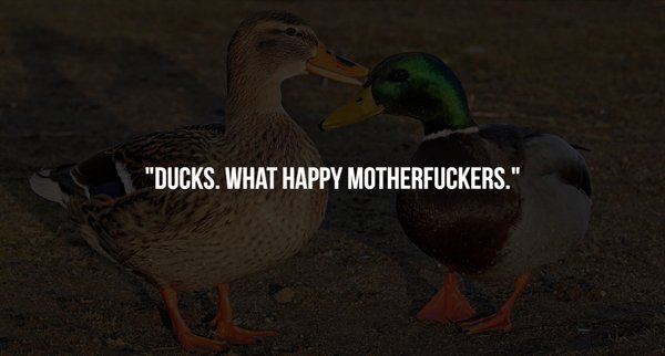 creative france - "Ducks. What Happy Motherfuckers."