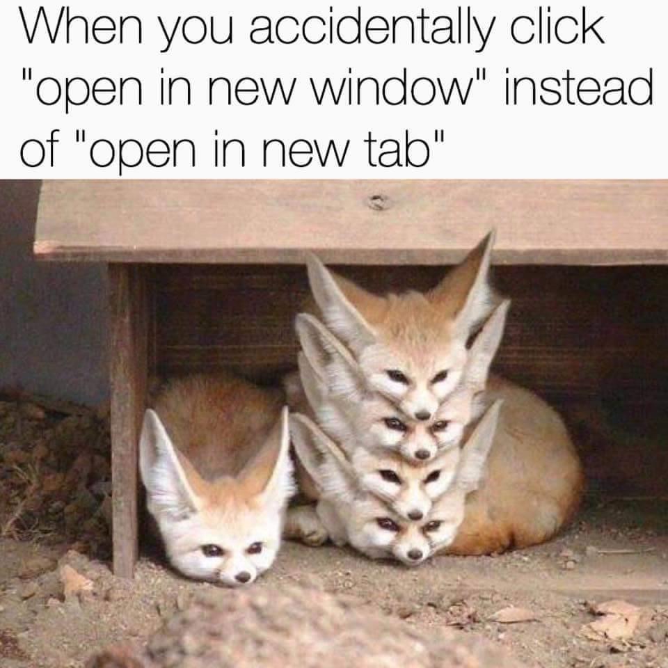 fennec fox - When you accidentally click "open in new window" instead of "open in new tab"