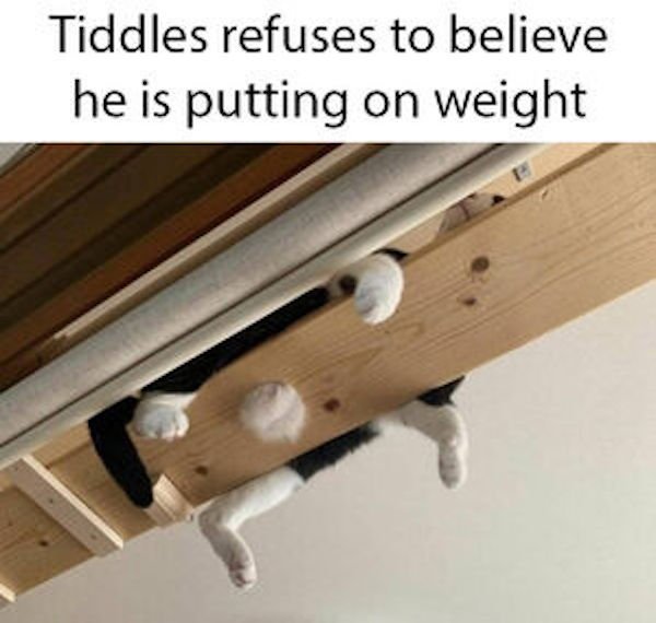 angle - Tiddles refuses to believe he is putting on weight