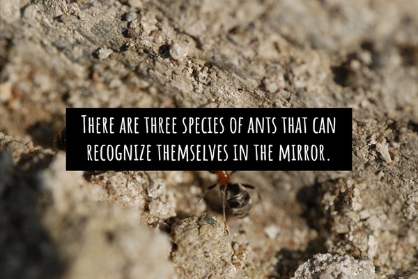 soil - There Are Three Species Of Ants That Can Recognize Themselves In The Mirror.