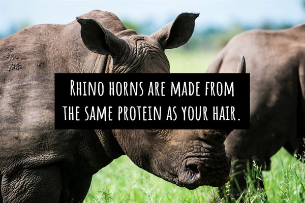 Rhinoceros - Rhino Horns Are Made From The Same Protein As Your Hair.