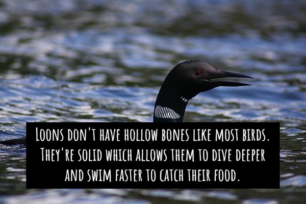 fauna - Loons Don'T Have Hollow Bones Most Birds. They'Re Solid Which Allows Them To Dive Deeper And Swim Faster To Catch Their Food.
