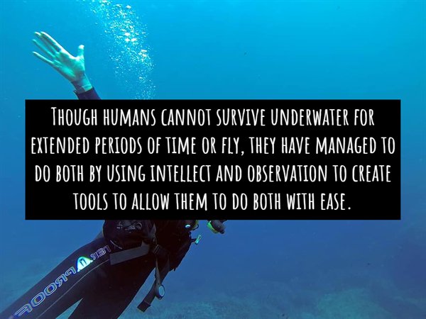 divemaster - Though Humans Cannot Survive Underwater For Extended Periods Of Time Or Fly, They Have Managed To Do Both By Using Intellect And Observation To Create Tools To Allow Them To Do Both With Ease. aoose