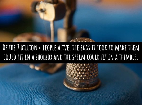 photo caption - Of The 7 Billion People Alive, The Eggs It Took To Make Them Could Fit In A Shoebox And The Sperm Could Fit In A Thimble.