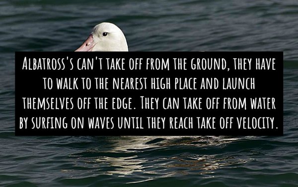 water - Albatross'S Can'I Take Off From The Ground, They Have To Walk To The Nearest High Place And Launch Themselves Off The Edge. They Can Take Off From Water By Surfing On Waves Until They Reach Take Off Velocity.