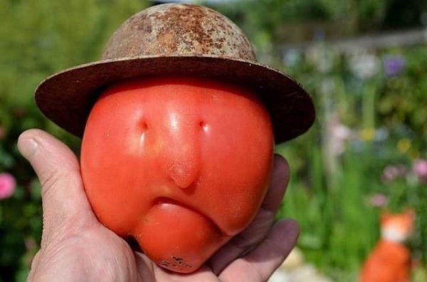 tomato wearing a hat that looks like Larry Bird
