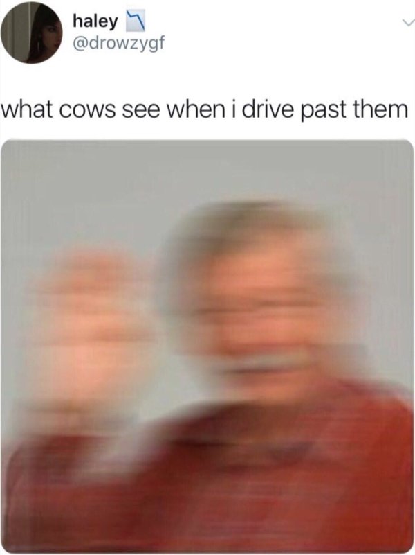 cows see when i drive by meme - haley 4. what cows see when i drive past them