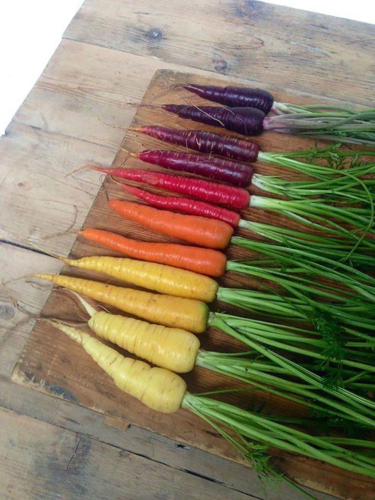 carrot rainbow