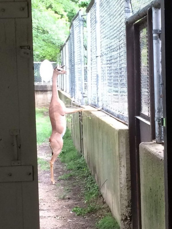 deer standing on hind legs in front of fence