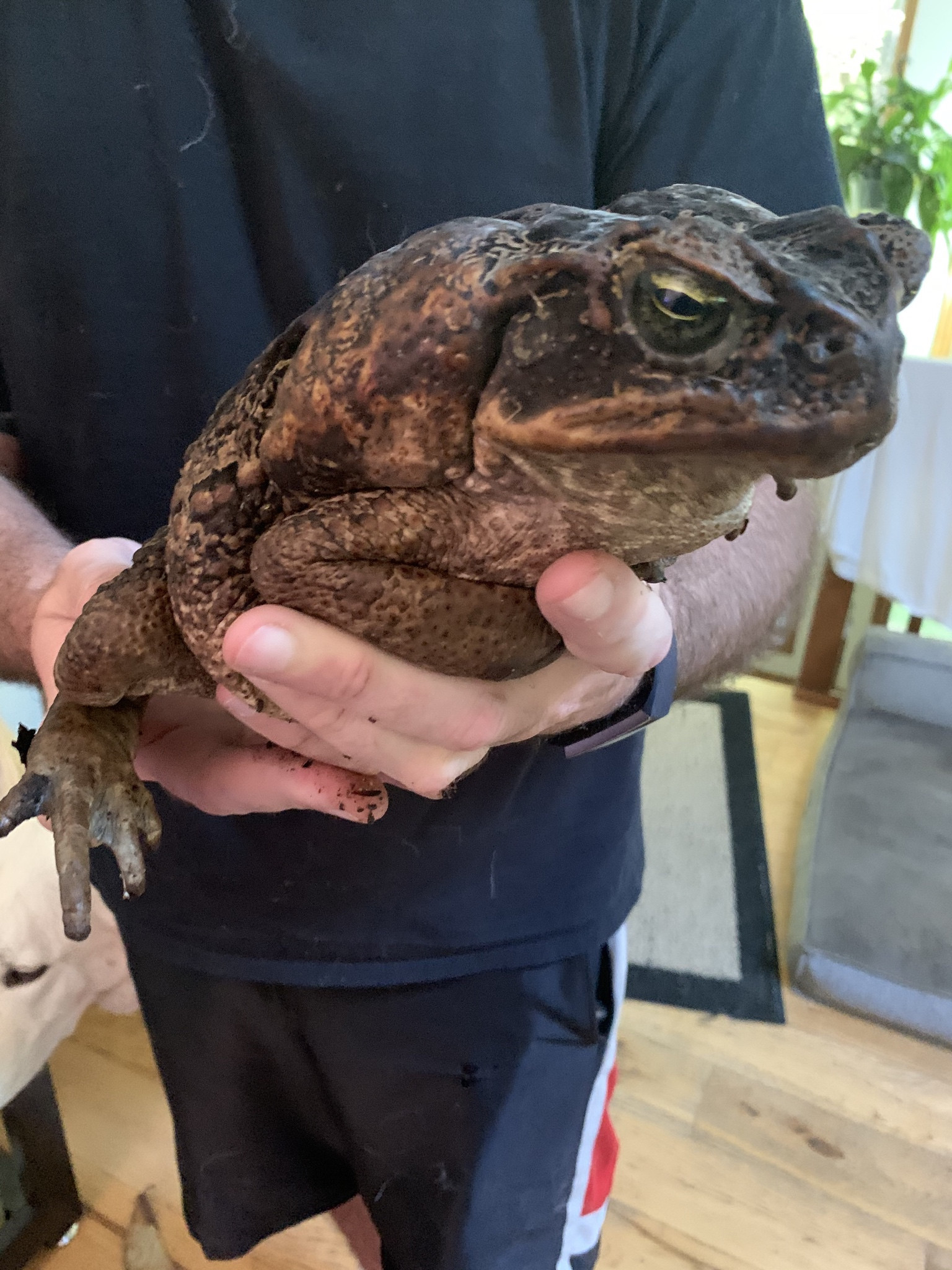 really big toad