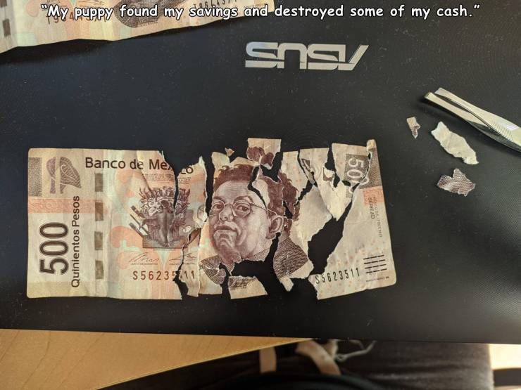 cash - "My puppy found my savings and destroyed some of my cash." Snsi Banco de Me 1501 Ov 500 Quinientos Pesos S56235611 55623511