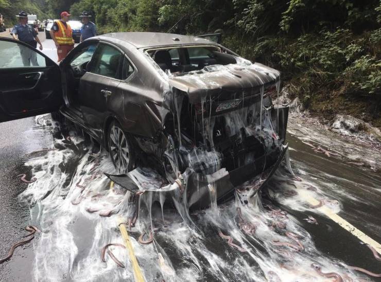 hagfish oregon spill