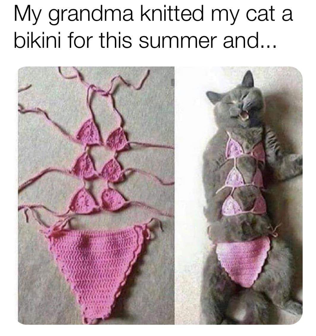 cat bikini meme - My grandma knitted my cat a bikini for this summer and...