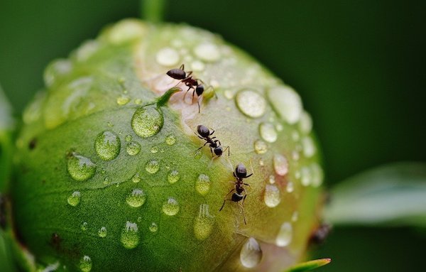 The weight of all the ants in the world is about equal to the weight of all the people in the world.
