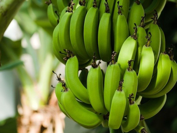 Banana plants aren’t trees, but a type of herb.