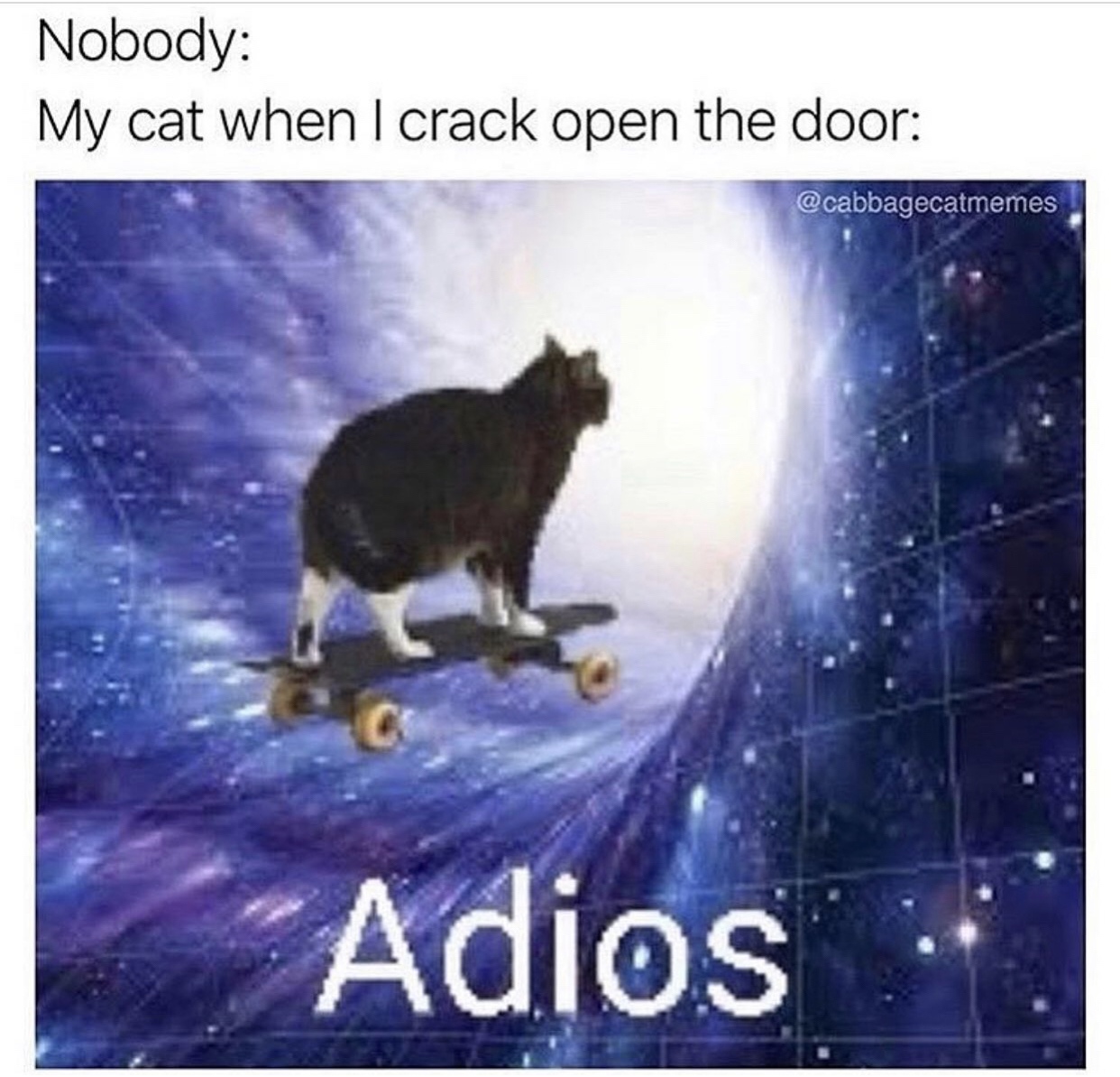 my cat when i crack open the door - Nobody My cat when I crack open the door Adios