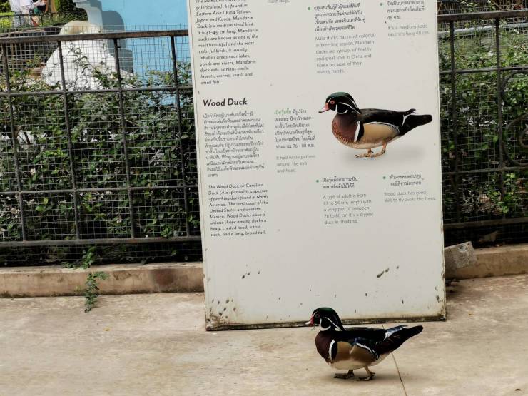 fascinating photos - duck passing by a duck sign