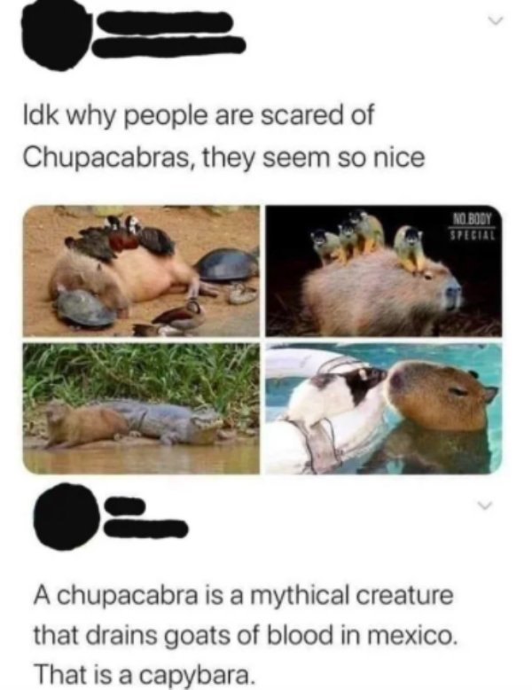 Idk why people are scared of Chupacabras, they seem so nice No Body Special A chupacabra is a mythical creature that drains goats of blood in mexico. That is a capybara.