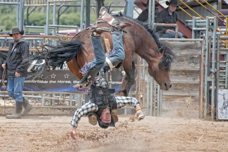 cowboys vs broncos meme - omfortable the Horse, the Torma